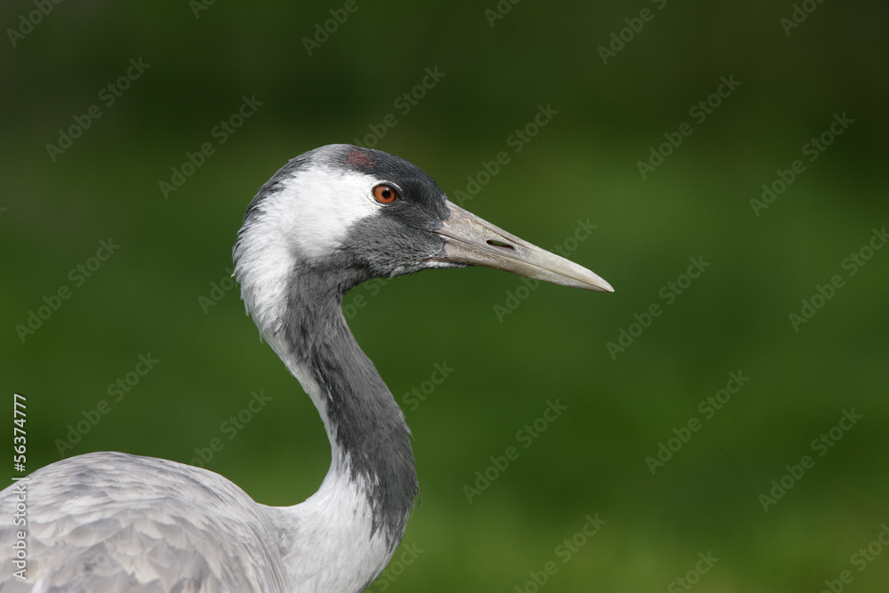Common crane, Grus grus