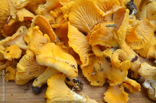 girolles photo