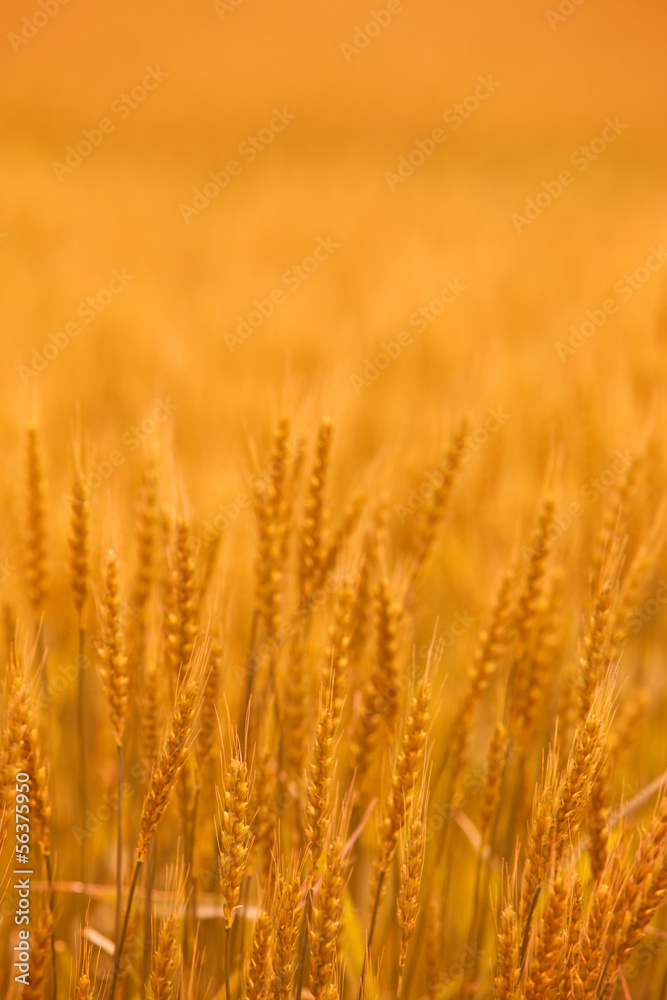 小麦畑 小麦畑