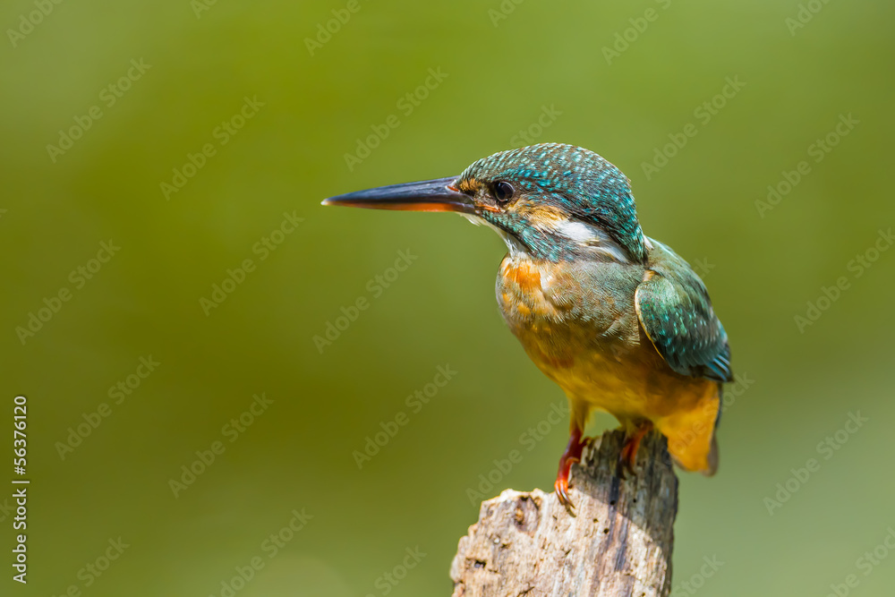 Fototapeta premium Common Kingfisher (Alcedo atthis) catch on the wood in nature