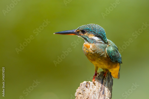 Common Kingfisher (Alcedo atthis) catch on the wood in nature