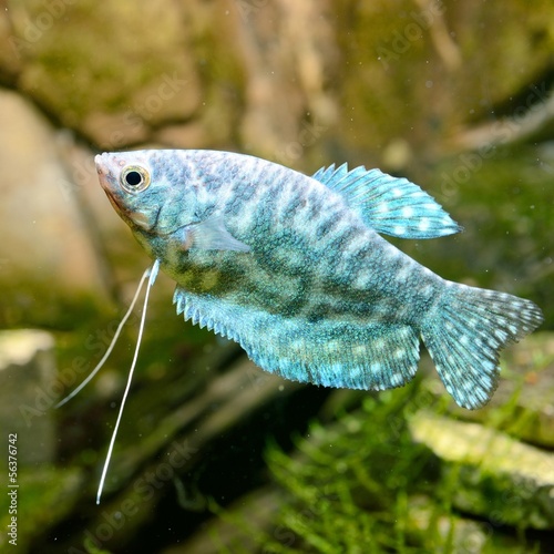 tropical fish Trichogaster in aquarium