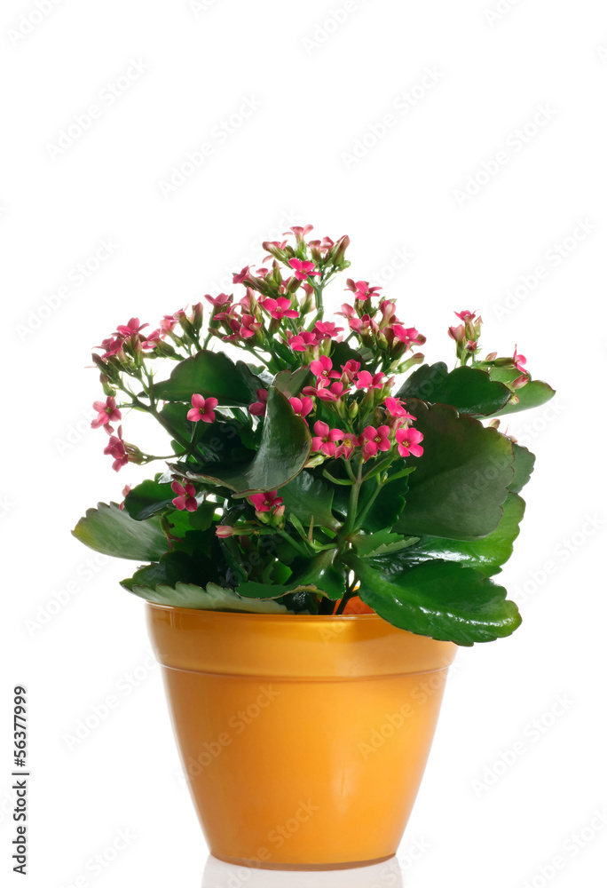 Pianta di Calancola fiorita in vaso