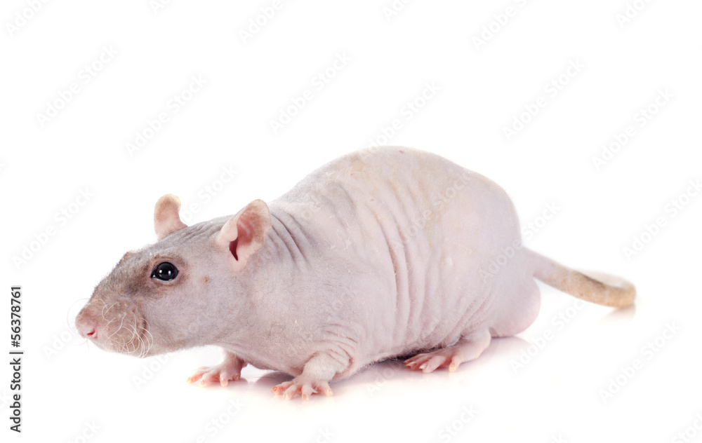 nude rat nude rat