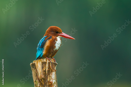 Fotografia, Obraz White-throated Kingfisher (Halcyon smyrnensis) in nature