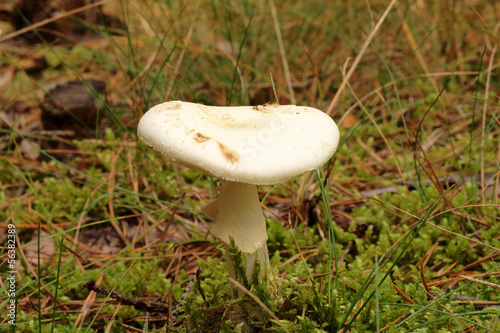 Amanita citrina photo