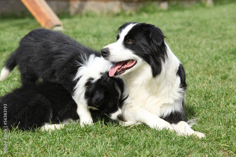 Border collie with puppies