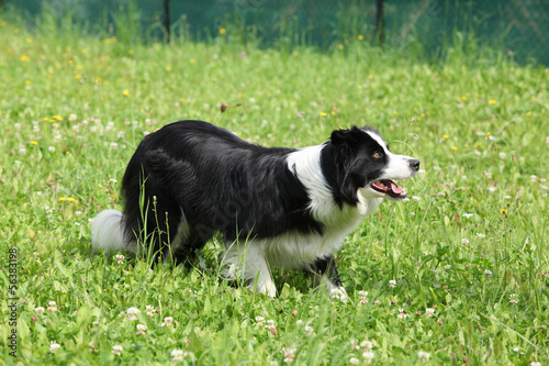 Fototapeta Naklejka Na Ścianę i Meble -  Border collie in the garden