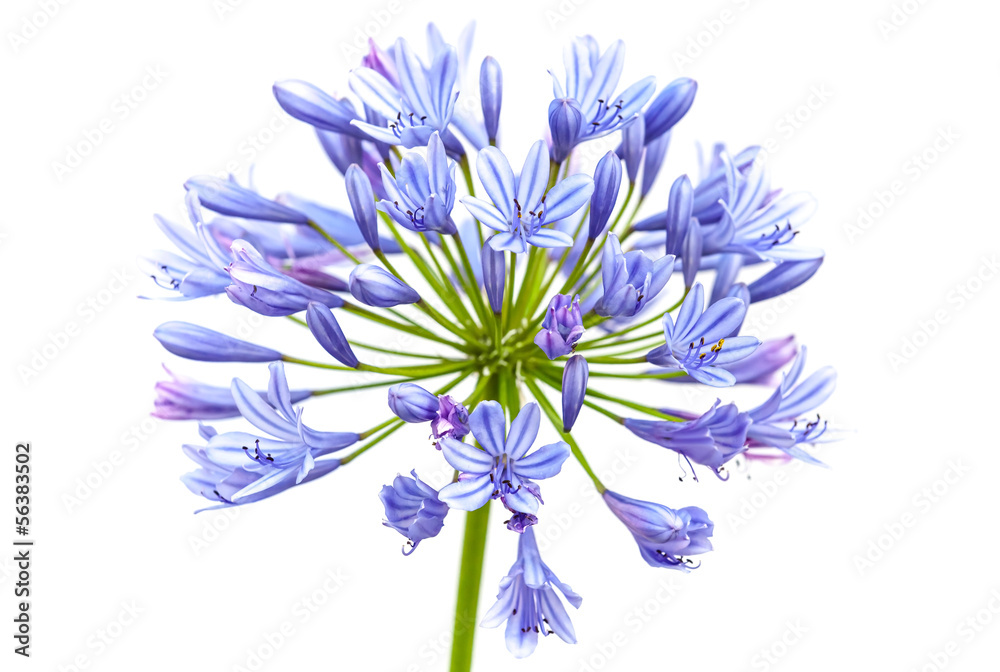 Obraz premium Bright blue Agapanthus flower isolated on white