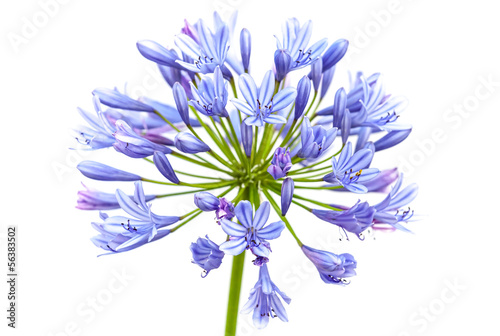 Bright blue Agapanthus flower isolated on white