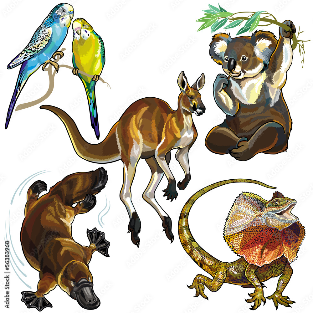 Obraz premium zestaw z dzikimi zwierzętami z Australii