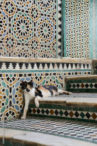 cat - maroc photo