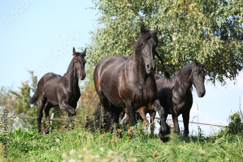 Fototapeta Naklejka Na Ścianę i Meble -  Beautiful black horses running