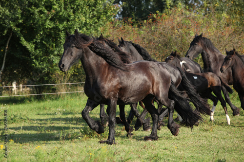 Beautiful black horses running