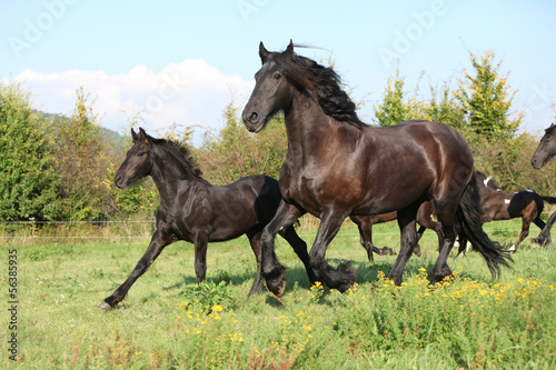 Mare with foal running in autumn