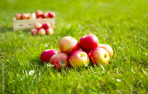 Frisch geerntete Äpfel