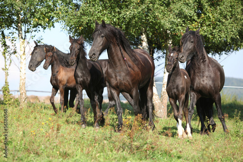 Beautiful black horses running © Zuzana Tillerova