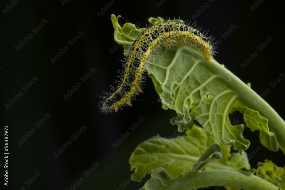 Fototapeta premium bruco cavolo Pieris Brassicae
