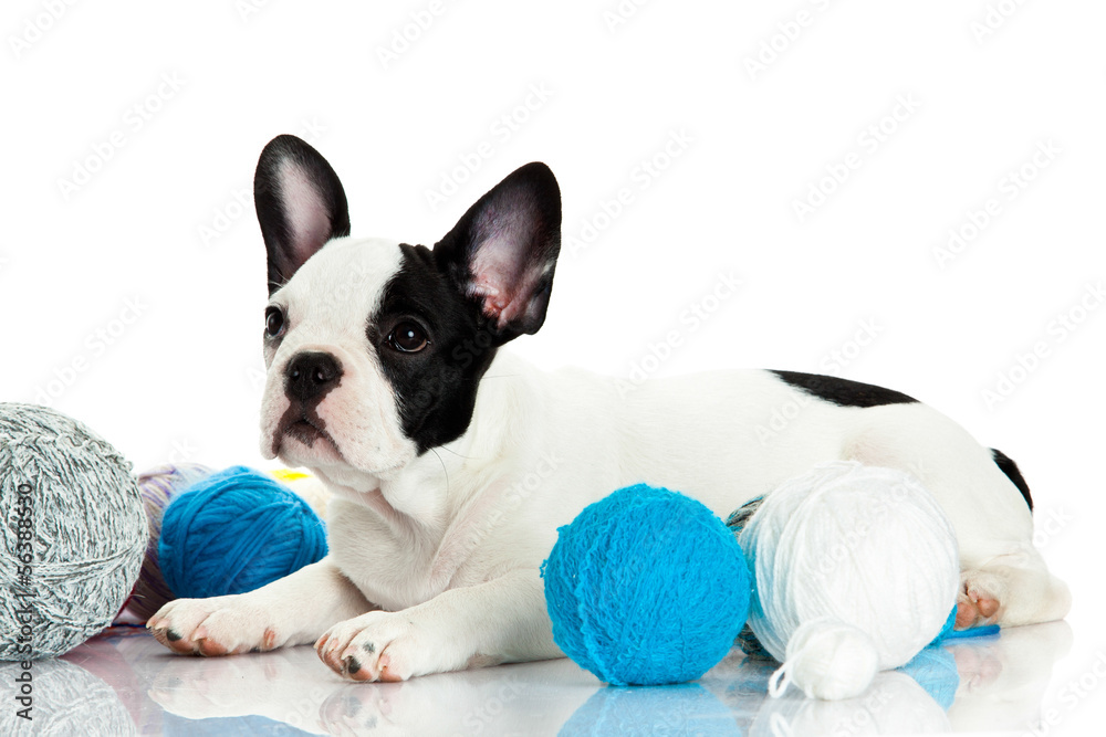 french bulldog with threadballs isolated on white background