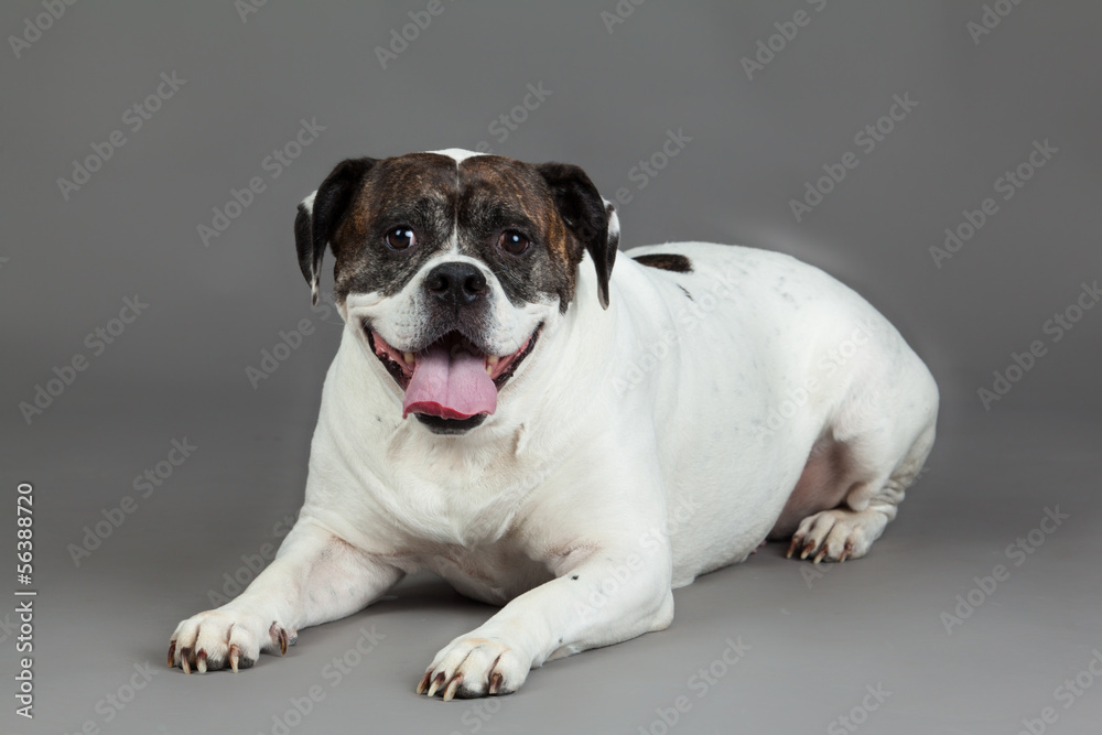 american bulldog on grey background