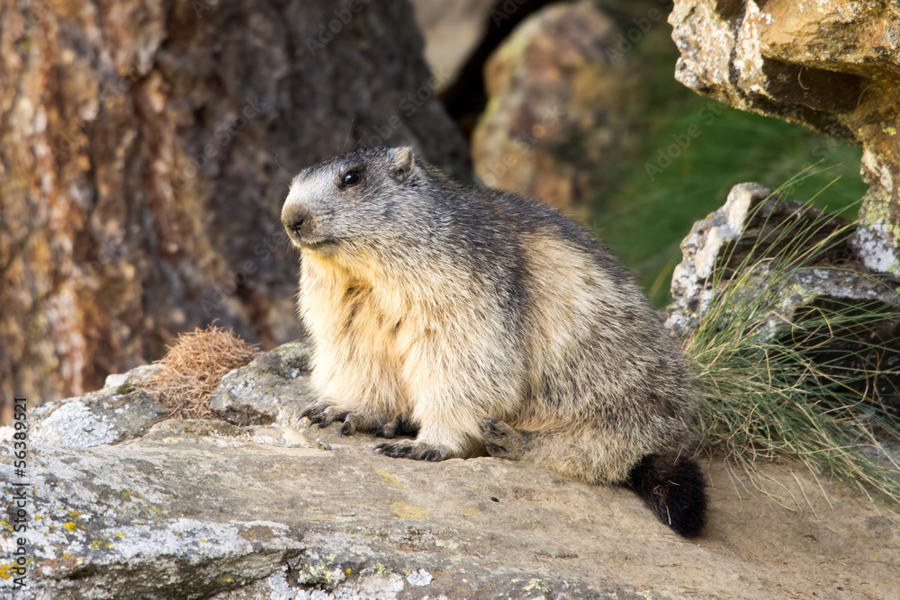 Marmotta in piedi sulla pietraia, ritratto, primo piano Marmotta in piedi sulla pietraia, ritratto, primo piano