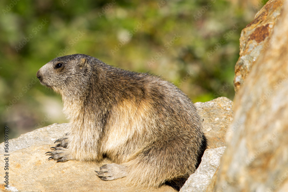 Marmotta in piedi sulla pietraia, ritratto, primo piano Marmotta in piedi sulla pietraia, ritratto, primo piano