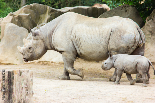 rhino rhinoceros animal baby zoo
