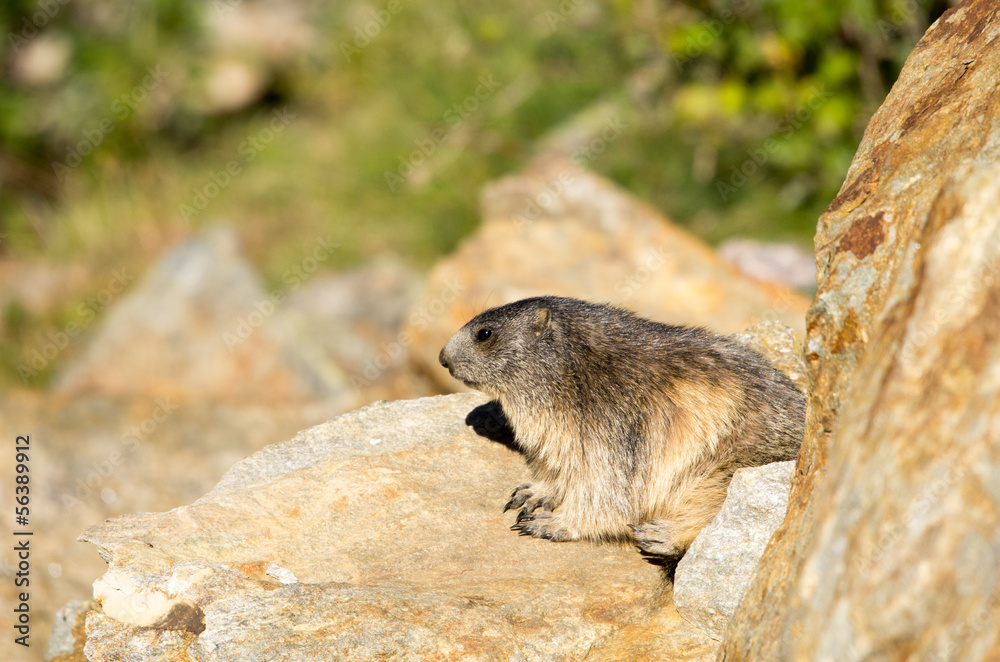 Marmotta esce dalla tana, ritratto, primo piano Marmotta esce dalla tana, ritratto, primo piano