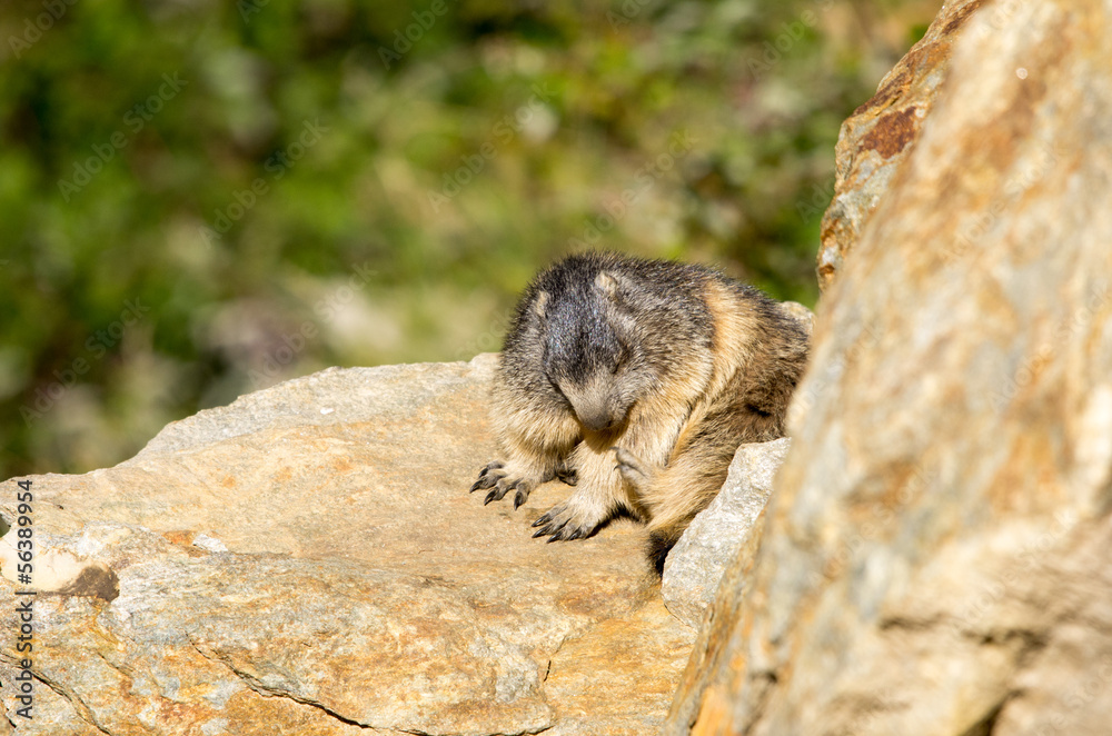 Marmotta in piedi sulla pietraia, ritratto, primo piano Marmotta in piedi sulla pietraia, ritratto, primo piano