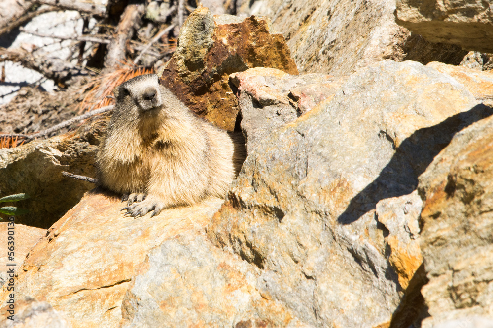 Marmotta in piedi sulla pietraia, ritratto, primo piano Marmotta in piedi sulla pietraia, ritratto, primo piano