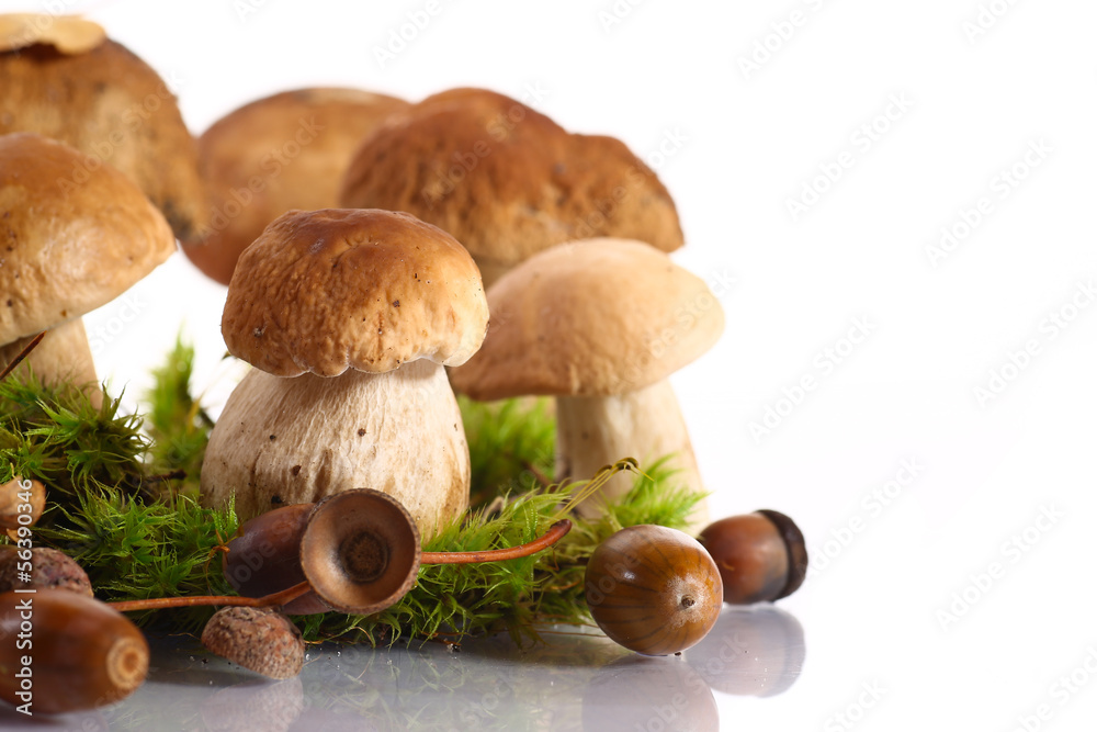 forest cep forest cep