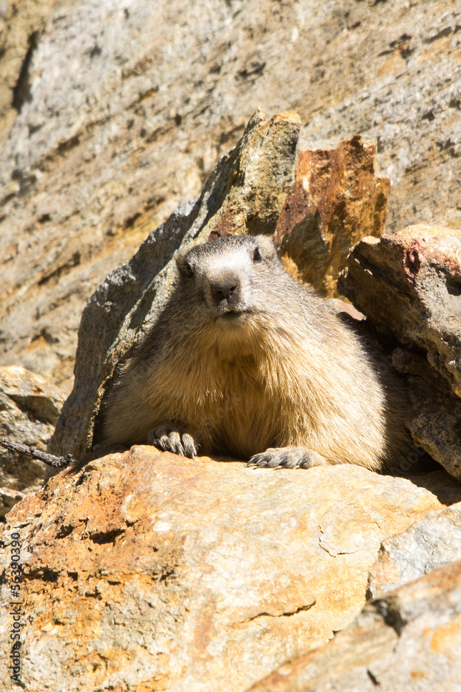 Marmotta in piedi sulla pietraia, ritratto, primo piano Marmotta in piedi sulla pietraia, ritratto, primo piano