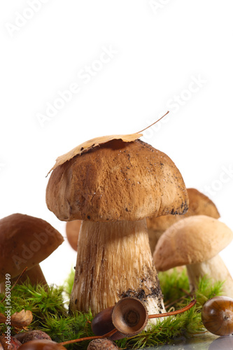 forest cep