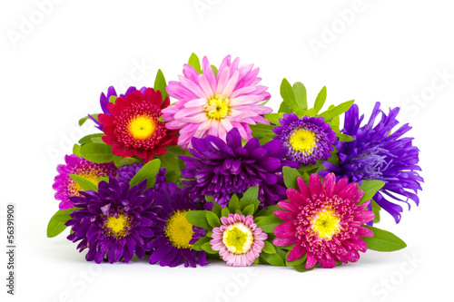 Bouquet of colorful asters flowers on white background