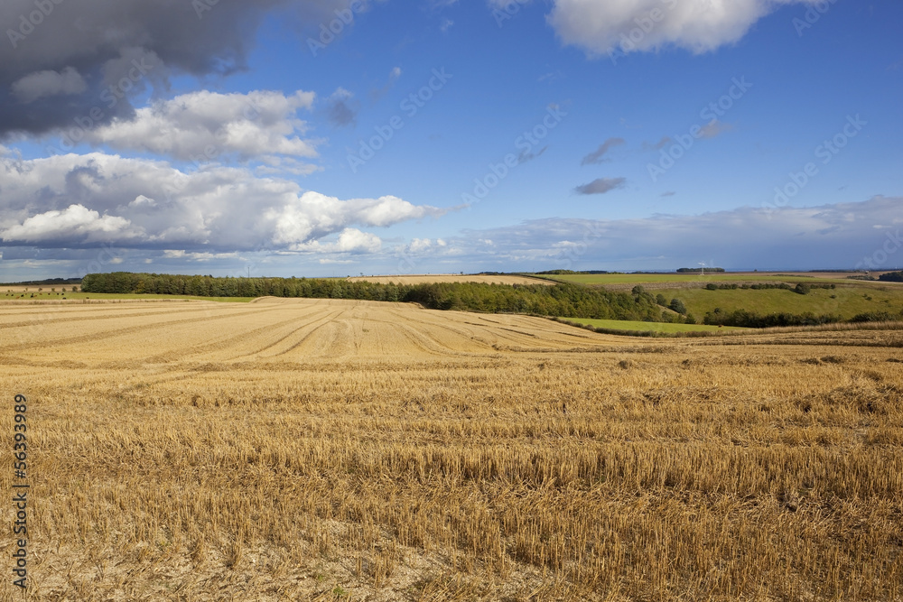 harvest landscape