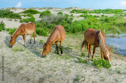 Three wild horses grazing in sand dunes