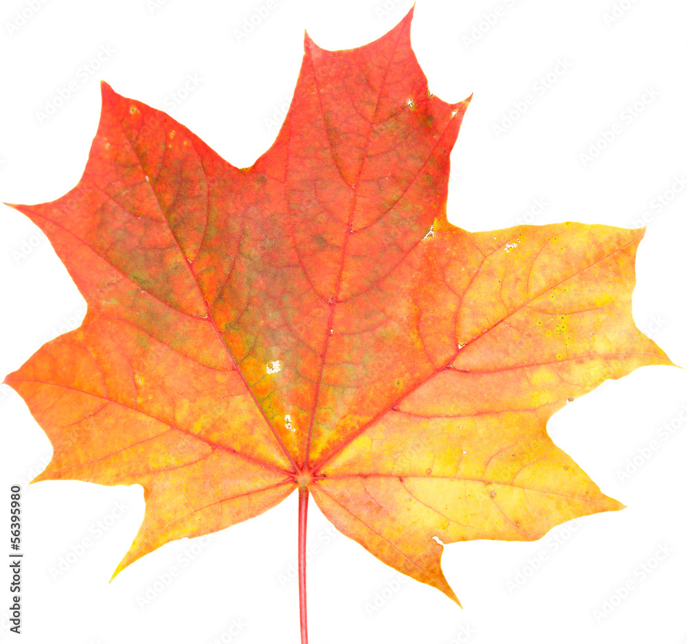 Obraz premium maple leaf