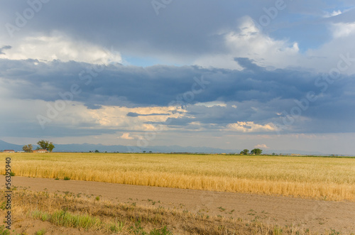Storm Clouds Gathering above a Field of Wheat