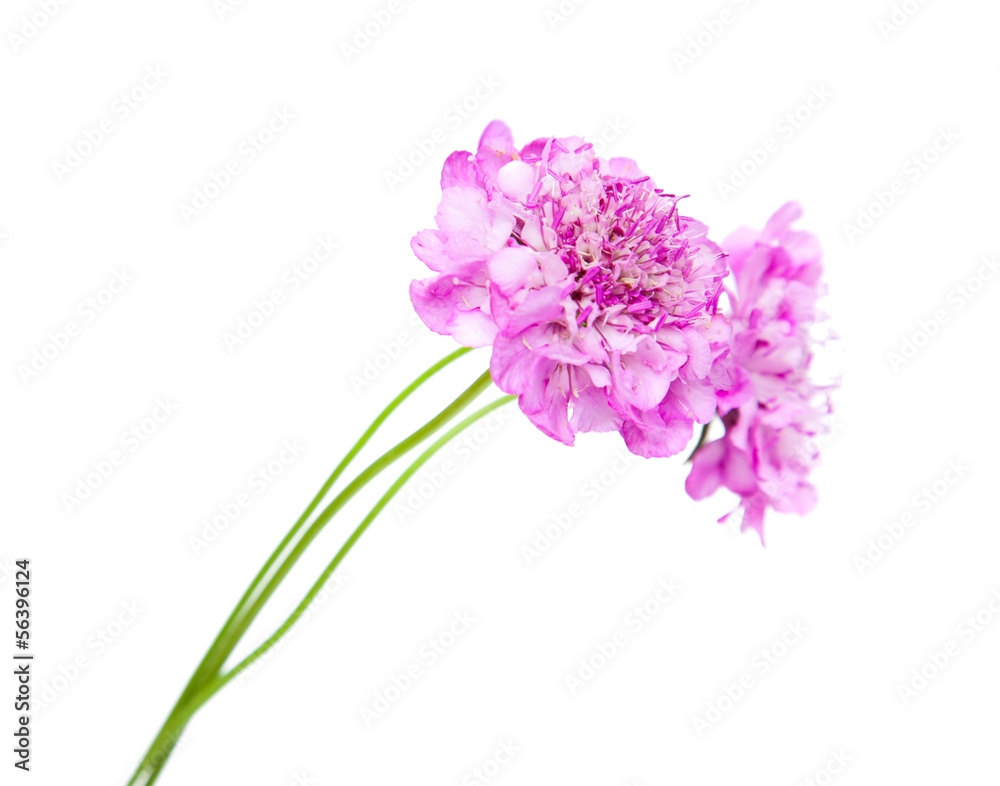 Obraz premium scabiosa isolated