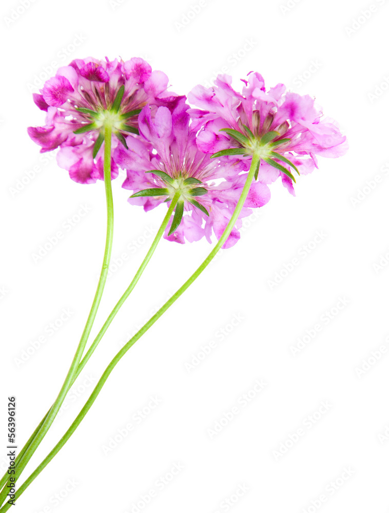 garden Scabiosa garden Scabiosa