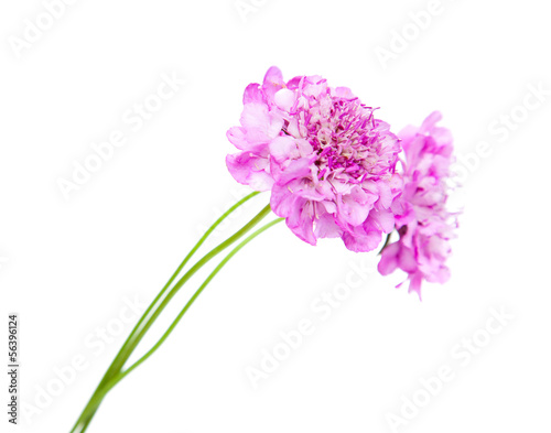 scabiosa isolated