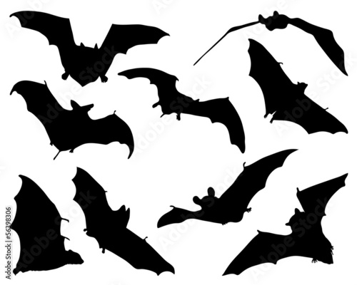 Black silhouettes of bats, vector