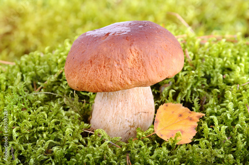 Big mushroom in forest