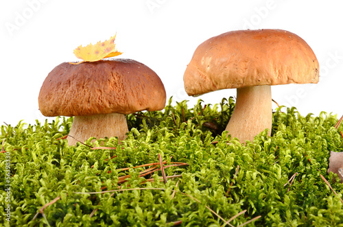 Mushrooms in the moss