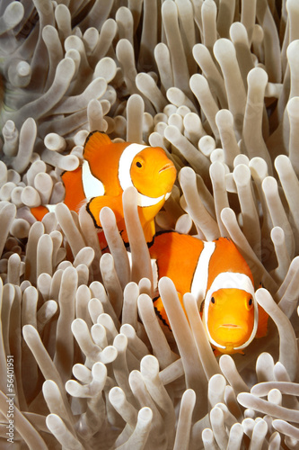 Two Clownfish © cbpix