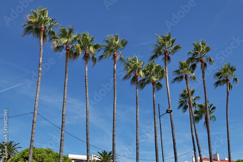 Palmiers et ciel bleu