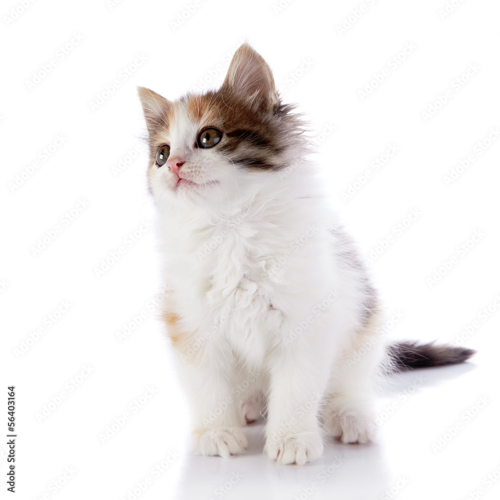 Small kitten sits on a white background.