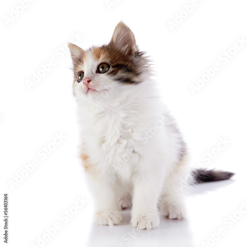 Small kitten sits on a white background. © Azaliya (Elya Vatel)