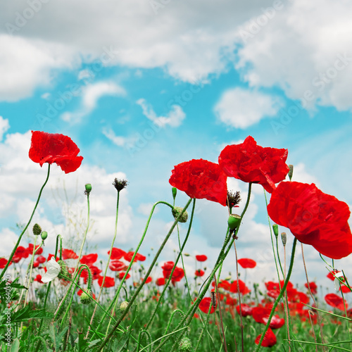poppies and cloudy sky