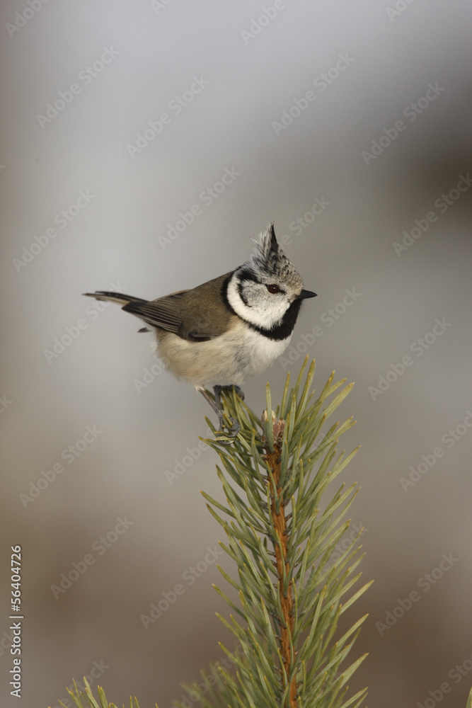 Fototapeta premium Crested tit, Parus cristatus
